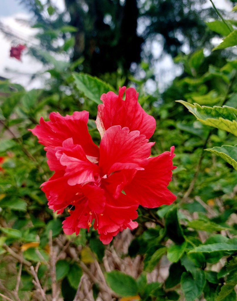 VWC_Writes's tweet photo. Red and pink – together? In the same earthly room? Why, of course...a pair of talismanic beauties... for the travelers, the escapees and all who choose the quiet life away 🌿

Weekend wishes x

#WritingCommunity #talisman #flowers #twotogether https://t.co/86Mw55jWc7