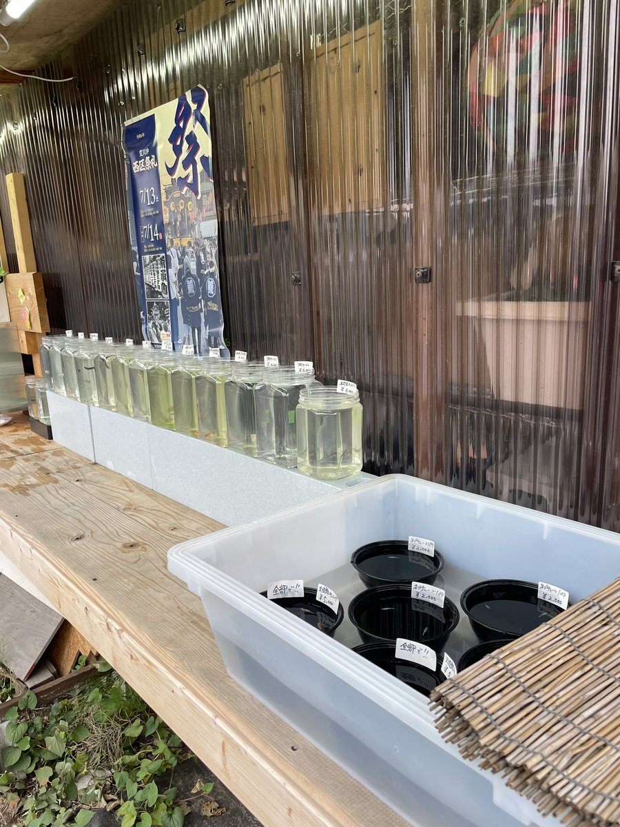 YuinoMedaka's tweet photo. 無人販売ラインナップ追加🥰

エメキン
五式アースアイ
メイズフローラ
緋桜
五式タイプR RLF アースアイ
フロマージュラメタイプ
ネプチューン
焔舞
朱影 https://t.co/SkEWSmULoZ