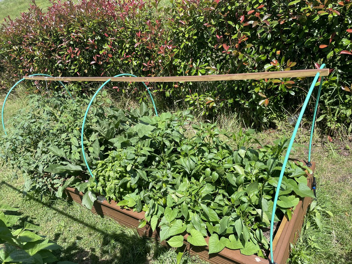 Por fin llega el verano al huerto. Menudo año de lluvias.