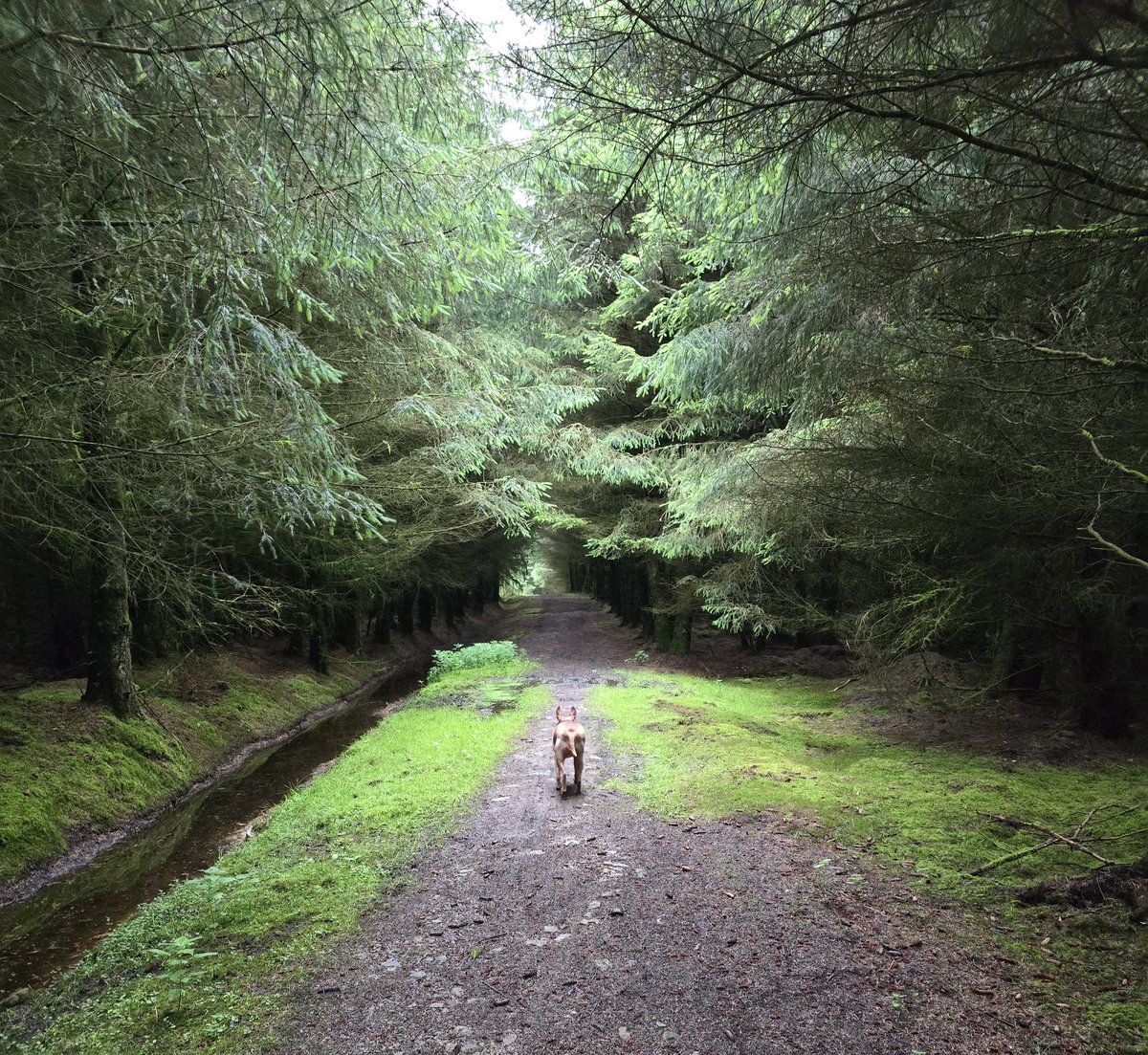 danny_naylor's tweet photo. Peaceful #cirneco #cirnecodelletna #podenco #dog #walking #woodland https://t.co/0wJRZICP39