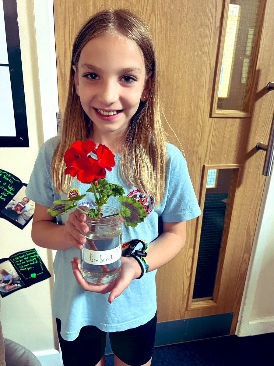 MissERowbottom's tweet photo. Update on the geraniums : We have a class of future gardeners. All 17 have grown roots and begun to flower. Well done Class 3 ๐#ks2science @Sturtonhead @MissNewboult https://t.co/sPvh2cUvik