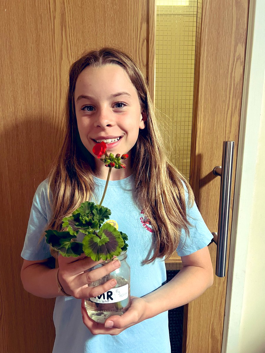 MissERowbottom's tweet photo. Update on the geraniums : We have a class of future gardeners. All 17 have grown roots and begun to flower. Well done Class 3 ๐#ks2science @Sturtonhead @MissNewboult https://t.co/sPvh2cUvik