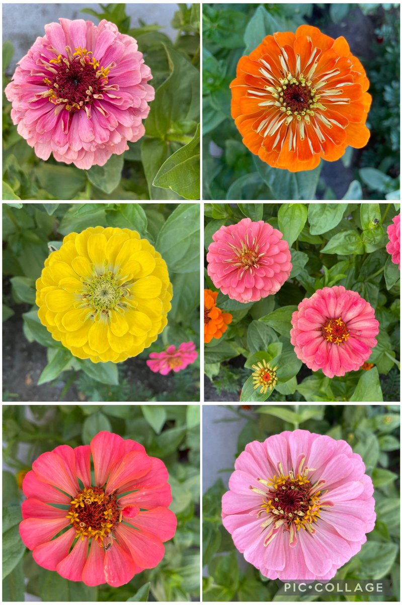 Zinnias appreciation post for #SixOnSaturday this time from my sister’s garden🌸