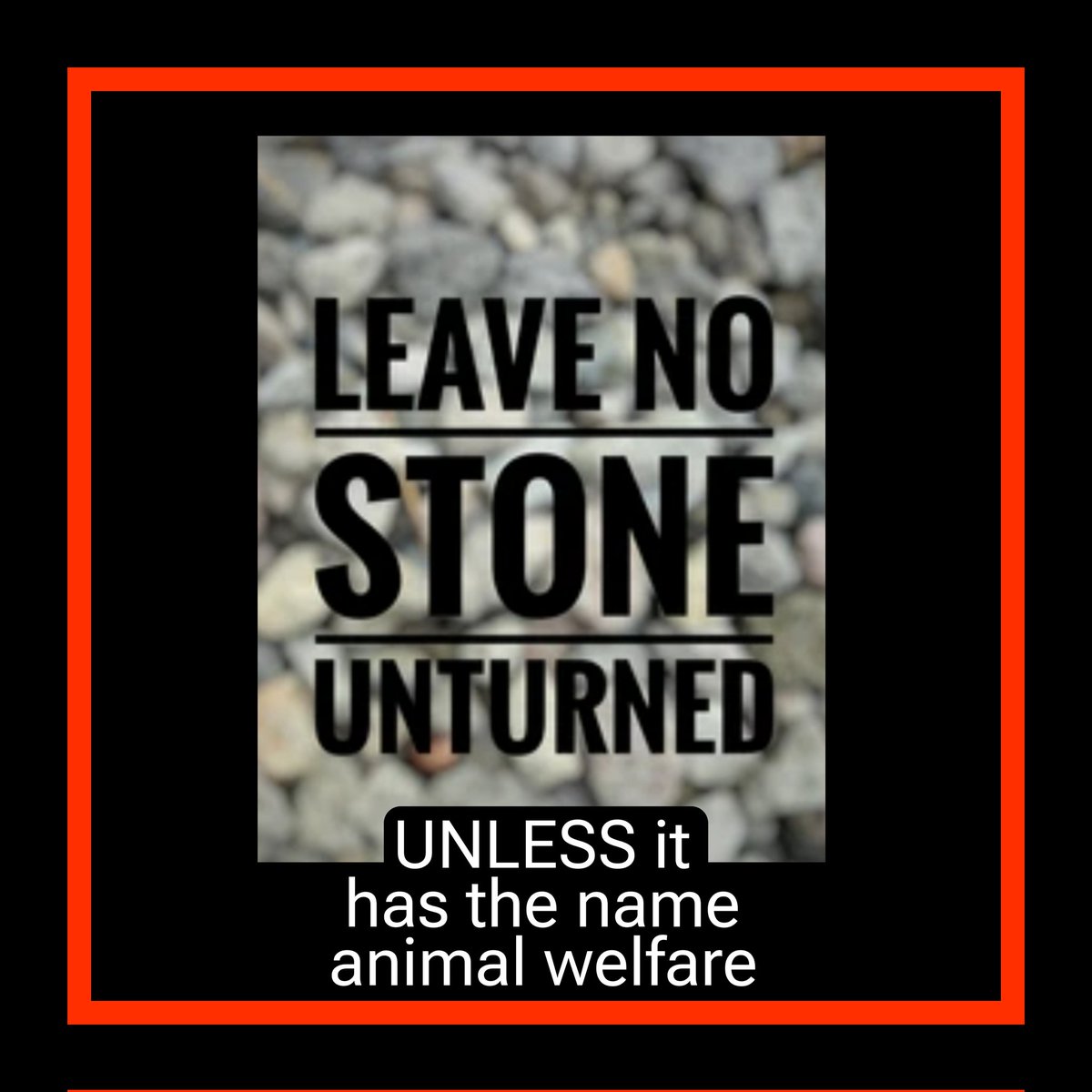 catlowry54's tweet image. The Minister of Agriculture said, &apos;no stone will be left unturned&apos; after he viewed what he called &apos;distressing&apos; footage. I guess he didn&apos;t mean all stones. And maybe he should reflect on this, if we as viewers find it distressing, how do you think the victims felt? #DAFM