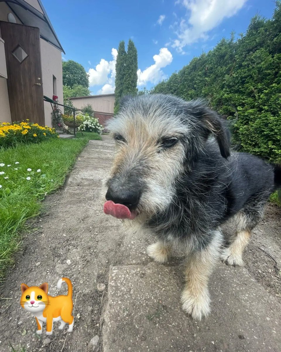 DzabKepa's tweet photo. Viņš vairs negaida, rejot patversmes voljērā.. Tagad viņš laimīgs pastaigājas savā sētā..
Eh.. 💜😍😍😍😍😍
OPIŅŠ BOJS 🥰
#sveicieninomājām #Bojs #seniors #dog #rescued #ķepuķepā #Ķepas #Kepa #animalshelter #greetingsfromhome #home https://t.co/1qSa4sK2mg