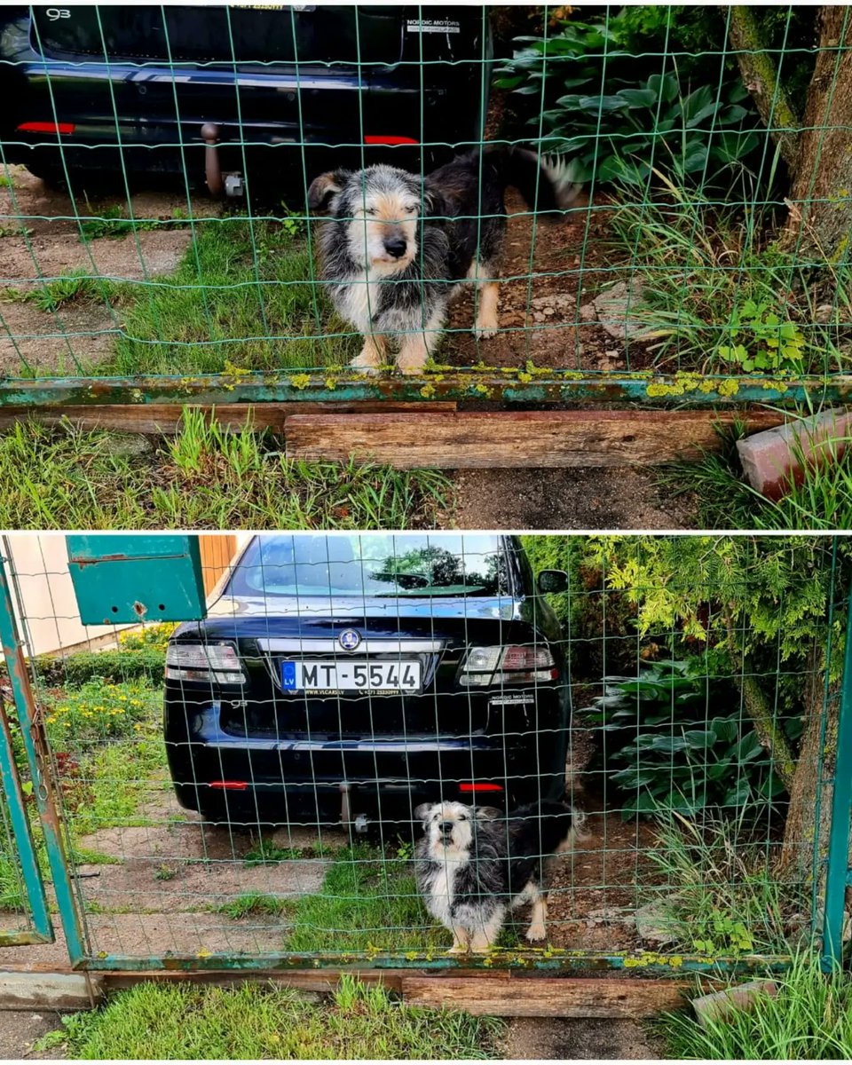 DzabKepa's tweet photo. Viņš vairs negaida, rejot patversmes voljērā.. Tagad viņš laimīgs pastaigājas savā sētā..
Eh.. 💜😍😍😍😍😍
OPIŅŠ BOJS 🥰
#sveicieninomājām #Bojs #seniors #dog #rescued #ķepuķepā #Ķepas #Kepa #animalshelter #greetingsfromhome #home https://t.co/1qSa4sK2mg