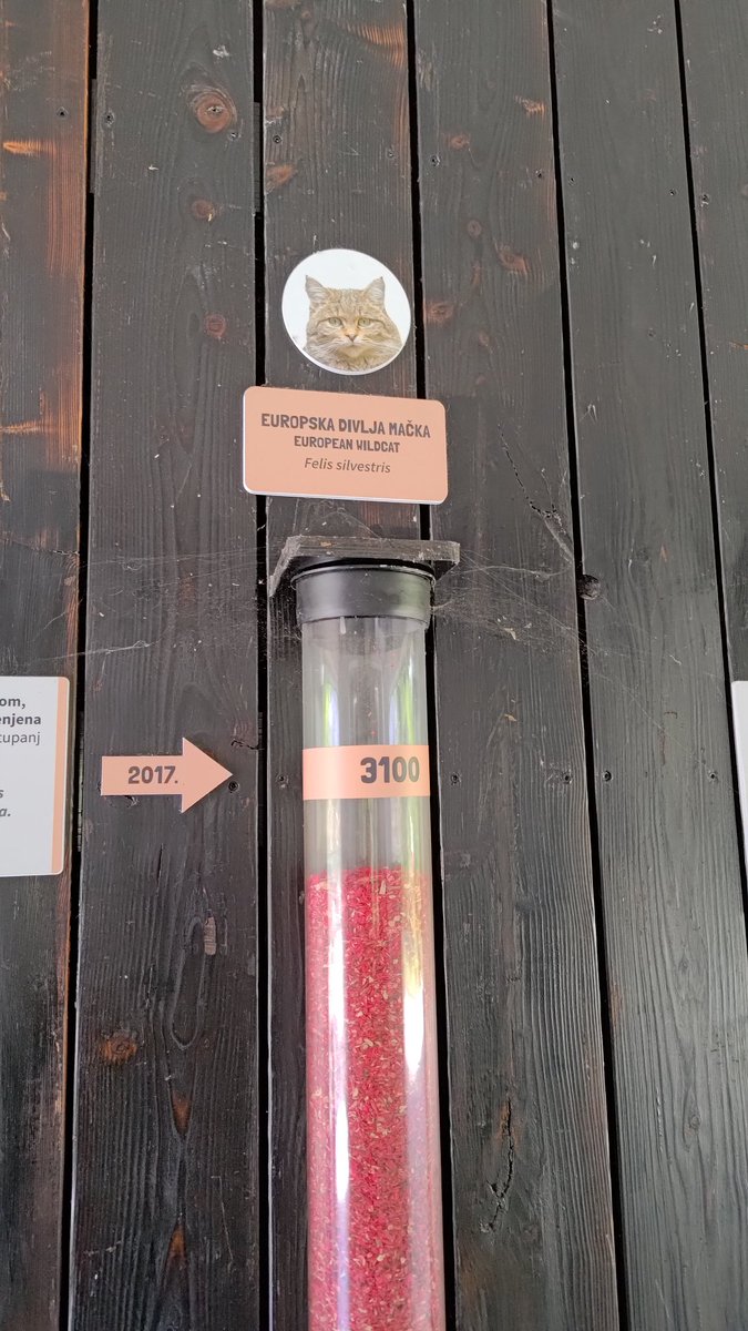 Европейска дива мацка :)