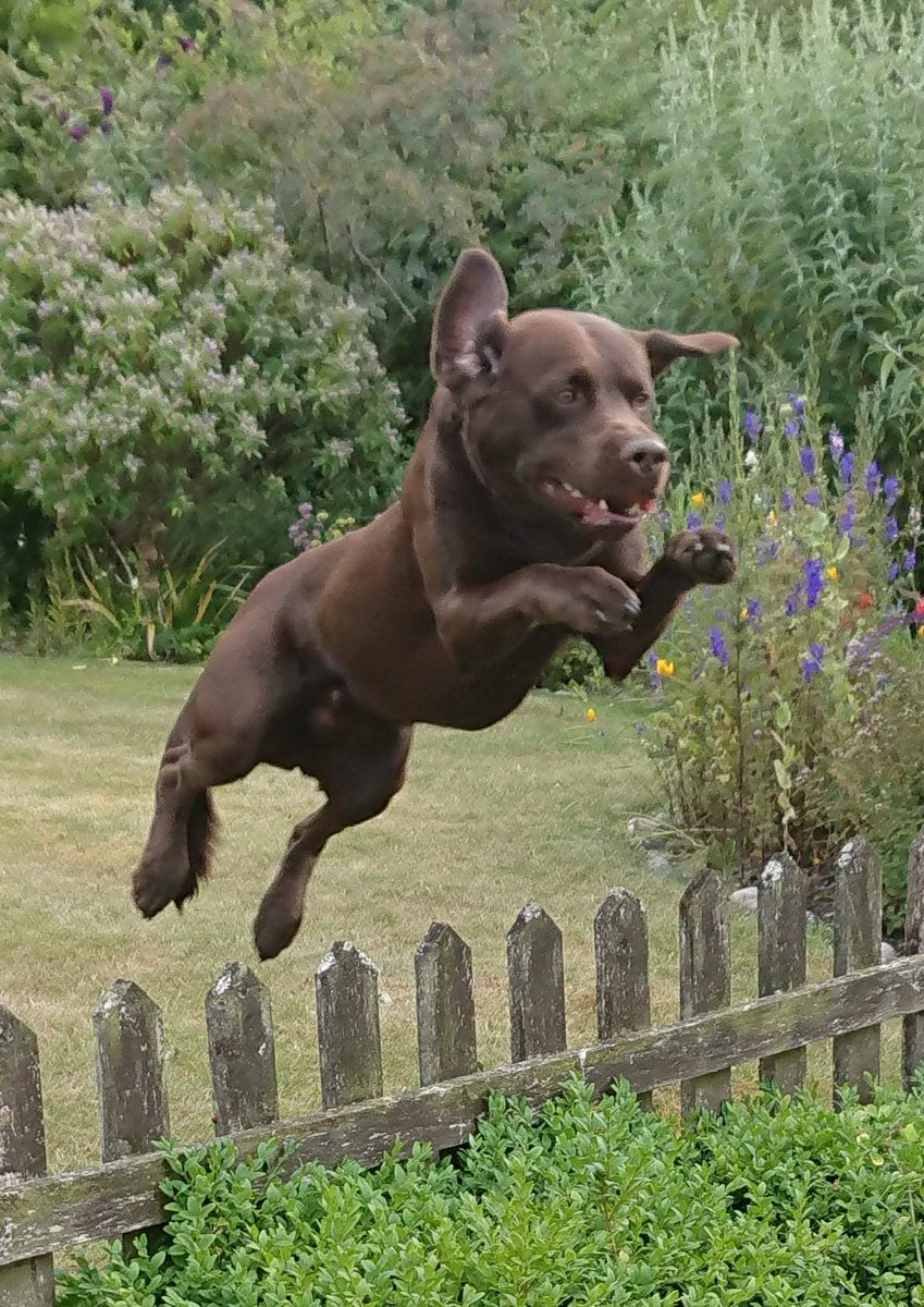 Happy Birthday Bailey 6 today x