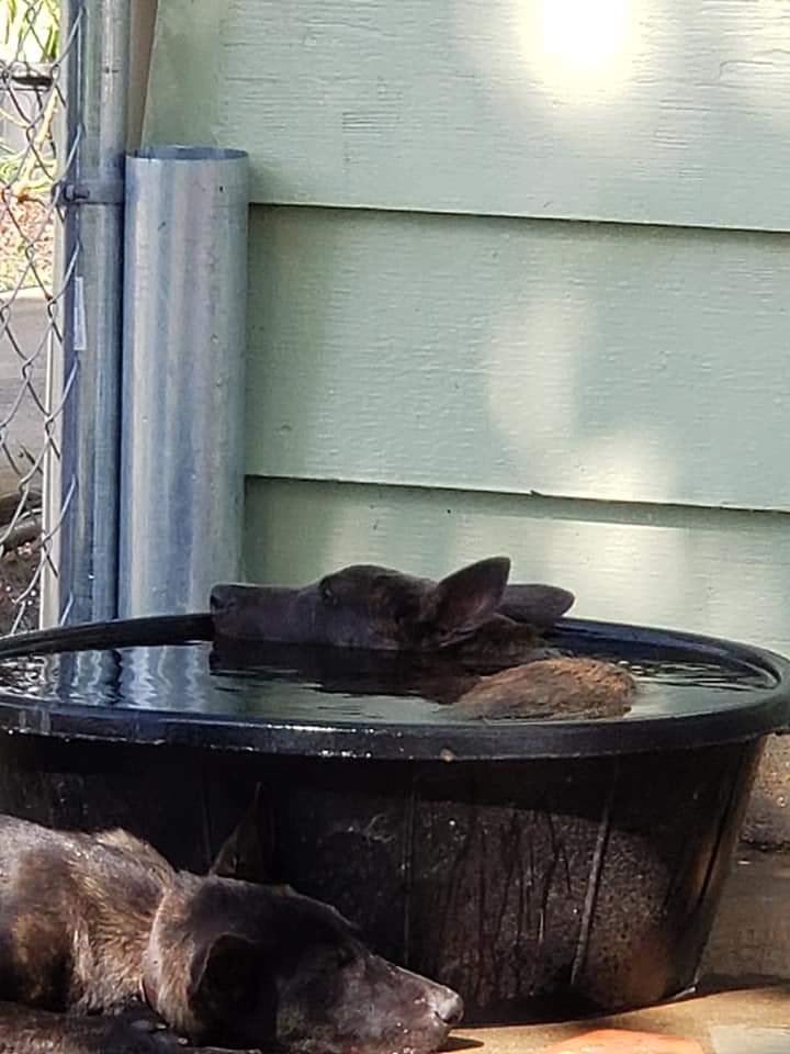 TexasAndy76's tweet photo. @mouw5284 @Official_NAFO Malinois and dutch shepherds are no joke.. my boy blue doing seal training when he was a pup..
#RIPBlue https://t.co/NU3gkk0TX7