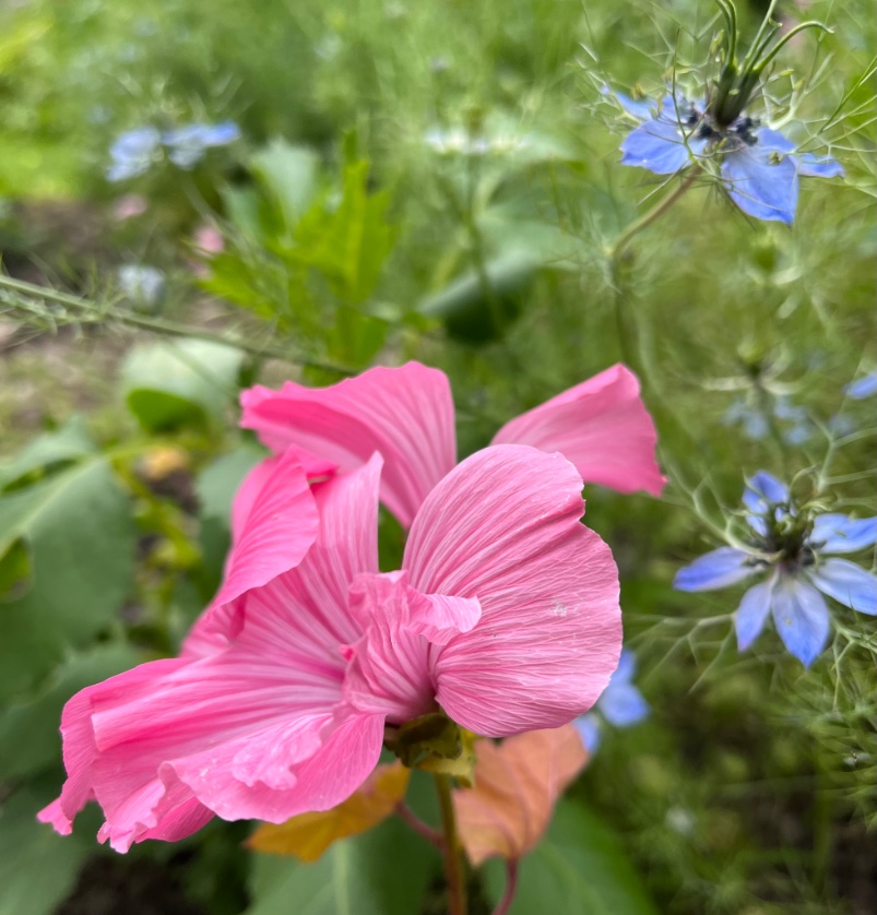 Deze week is de eerste cosmea en de eerste lavatera tot bloei gekomen. Zondag in jouw zelfgeplukte boeket? Wees welkom van 11-13 uur! <a href="/zoiszuilen/">Zo is Zuilen</a> @030Natuurlijk