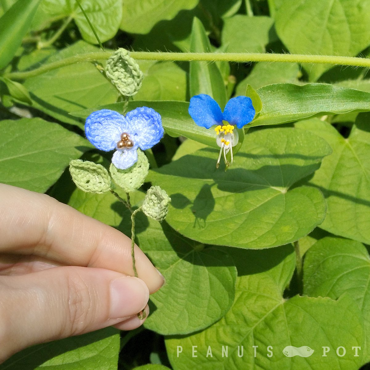 PEANUTS_POT's tweet photo. 近所で見つけたツユクサと一緒に撮影
たまたま見つけて急いで作品を取りに家へ隣に並べてパシャリとしてみました！午前中しか咲かないツユクサ.最近は梅雨で晴れ間も少なく今しかない!と急いだ写真 #ツユクサ #かぎ針編み #FLOWER #art https://t.co/o4Ru85isDV