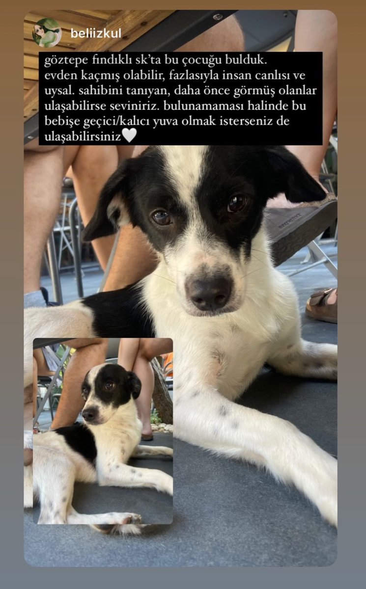 Kadıköy göztepede bulundu. 
<a href="/kadikoybelediye/">Kadıköy Belediyesi</a> @kayipkopek <a href="/hayhaksaygi/">HayvanHaklarınaSaygı</a>