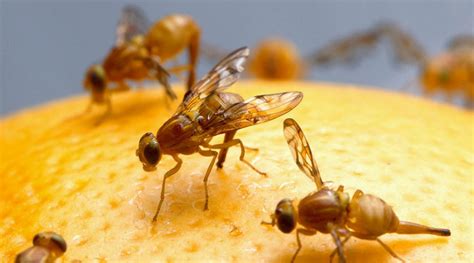 G11Sven's tweet photo. Voordeel vh frisse weer is wél de (nagenoeg) #afwezigheid van fruitvliegjes. #Drosophila spp. 

"Elk nadeel hen zijn voordeel"
(Cruijff/Van Hanegem)

@miepmouw https://t.co/ClJ5JajKxd