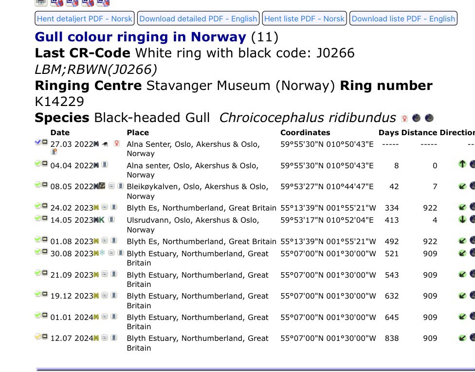 sudswatcher's tweet photo. First returning #ColourRinged Norwegian Black-headed Gull on the #Blyth Estuary yesterday. Last managed to read the ring code (White J0266) on 1/1/24 but it was almost certainly present until March though always too distant to confirm. @rings_ne @NTBirdClub @Yellowbrow https://t.co/7uRPz8fabC
