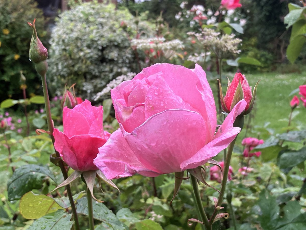 CarlCape's tweet image. Tune in at 11am for our last show of the season… #gardening & #nature chat, great music, ‘tea for two’, ‘what’s in the bag?’ All on the Weekending Show: lionheartradio.com #northumberland