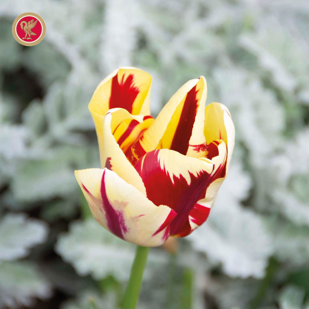 King's College Prep School tweet media