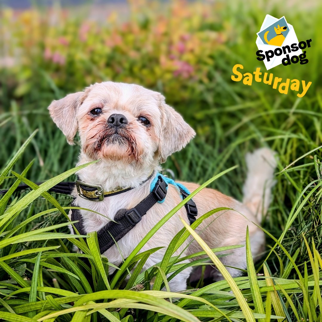 DTCardiff's tweet photo. #SponsorDog Gilbert wants to know who's coming to our 3rd Birthday Community Event tomorrow? He wanted us to remind everyone that the event is from 11-4pm π We cannot wait to see you all there! πΎπ #dogstrust #dtcardiff #cardiffcommunity #SponsorDogSaturday #ADogIsForLife https://t.co/SBwMyeZHSm
