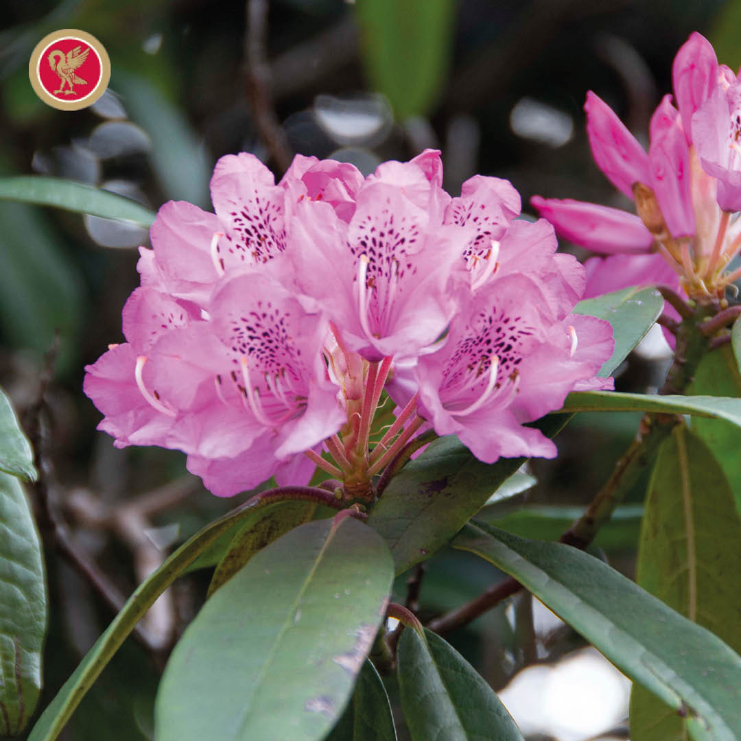 King's College Prep School tweet media