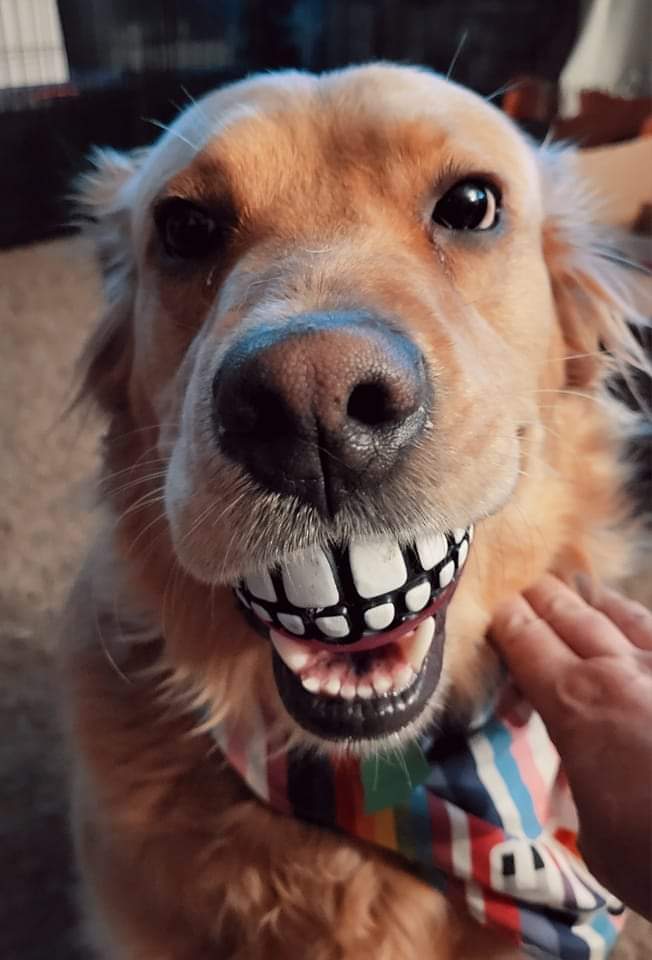 catcrazyknitter's tweet image. On today&apos;s episode of &quot;my dog is the  cat&apos;s bitch&quot;  Derpy woke me at 4 to let me know it was raining and the cats were outside.  

#caturday #catsruledogsdrool #derpydog #Imtired