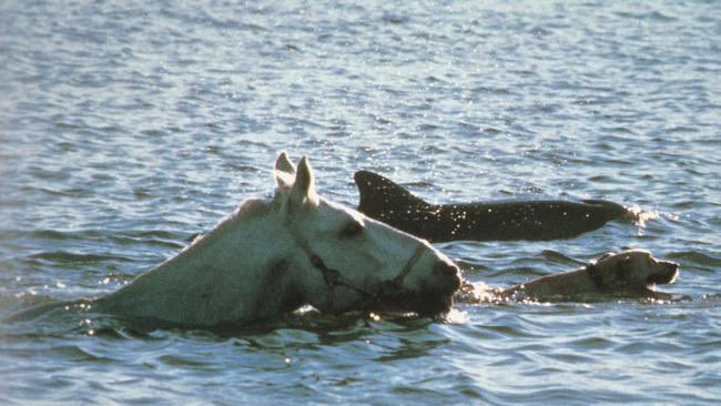 horseimage's tweet photo. horse swimming in the sea with a dolphin and a dog once in a lifetime photo of three very different animal species coexisting peacefully and in unity breathtaking moment of the animal kingdom https://t.co/aRrLKUfOkd
