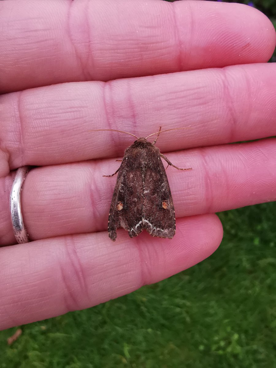 ACairnswood's tweet photo. Some other highlights from the trap last night! My ID skills were put to the test with the Uncertain and Vine's Rustic! #VC63 #mothsmatter https://t.co/rydxBwdqft