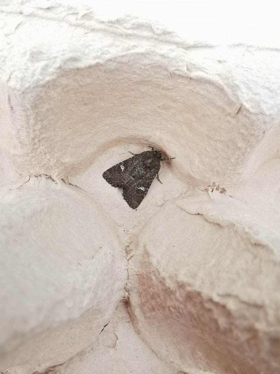 ACairnswood's tweet photo. Some other highlights from the trap last night! My ID skills were put to the test with the Uncertain and Vine's Rustic! #VC63 #mothsmatter https://t.co/rydxBwdqft