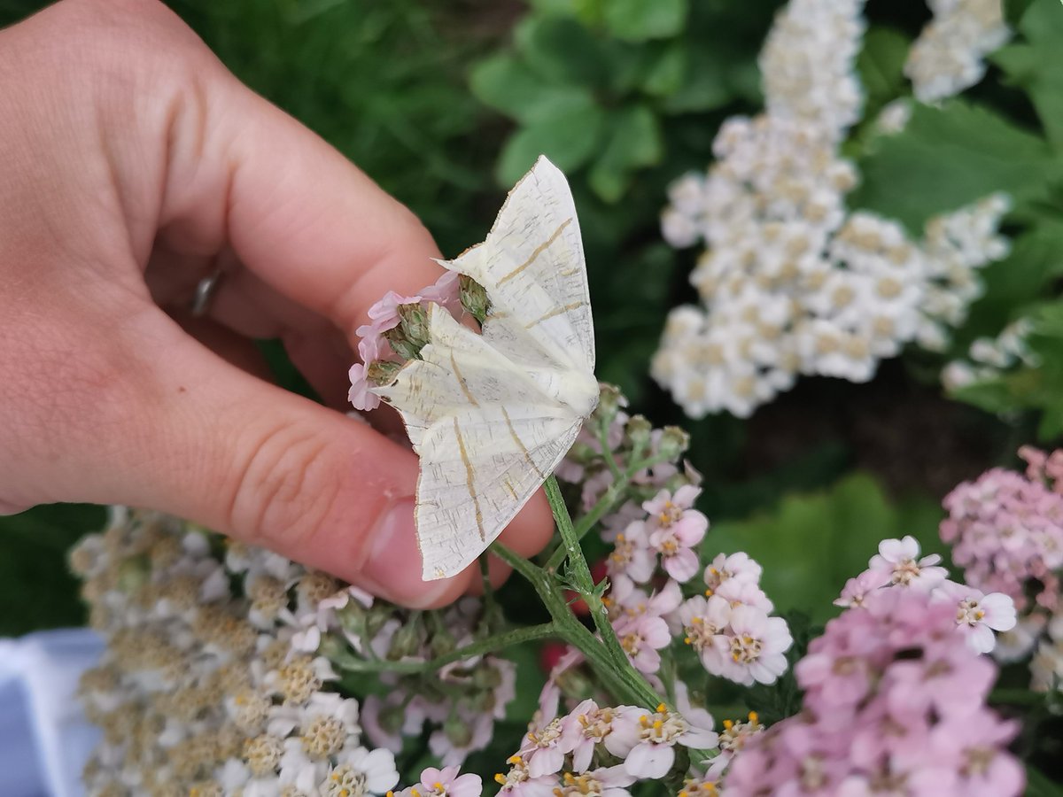 ACairnswood's tweet photo. Some other highlights from the trap last night! My ID skills were put to the test with the Uncertain and Vine's Rustic! #VC63 #mothsmatter https://t.co/rydxBwdqft