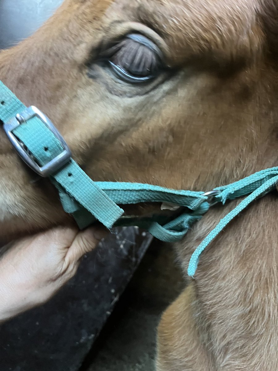 Meillä oli kaksi tammaa ja yksi ori ⁦<a href="/Kunkkarit/">Kuninkuusravit</a>⁩ 2008 ⁦<a href="/killerinravit/">Killerin Ravirata</a>⁩ . Kovaa keittoa. Kuvassa tulevaisuus: B.Thelma ❣️ I. Parvelan Retu e. B. Riitu e.i. Viesker #ravit