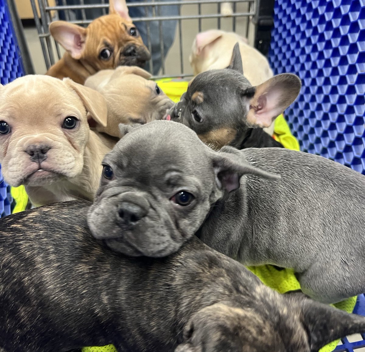 officialshotvet's tweet photo. Paws up for a puppy party! 🐾🎉
#PetHealthTips #AnimalLovers #FurryFriends #PetCare #VeterinaryLife #HappyPets #PetTraining #PetsOfTheWorld #PetWellness #DogsofInsta #CatsofInsta #Puppies https://t.co/y3PzralKZT