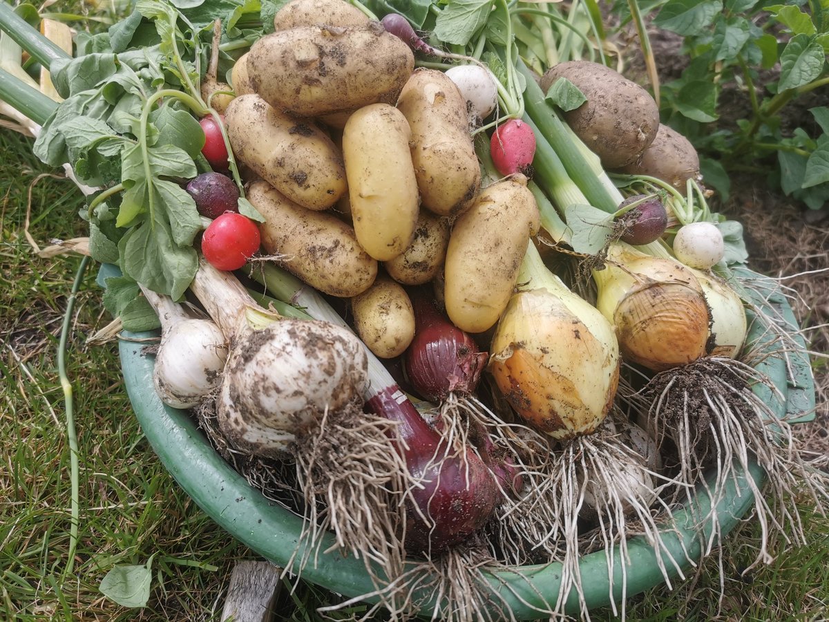 1_am_me_'s tweet photo. That's us had the allotment for a whole year now and it's all coming along nicely 😊 https://t.co/AruCy9j0ln