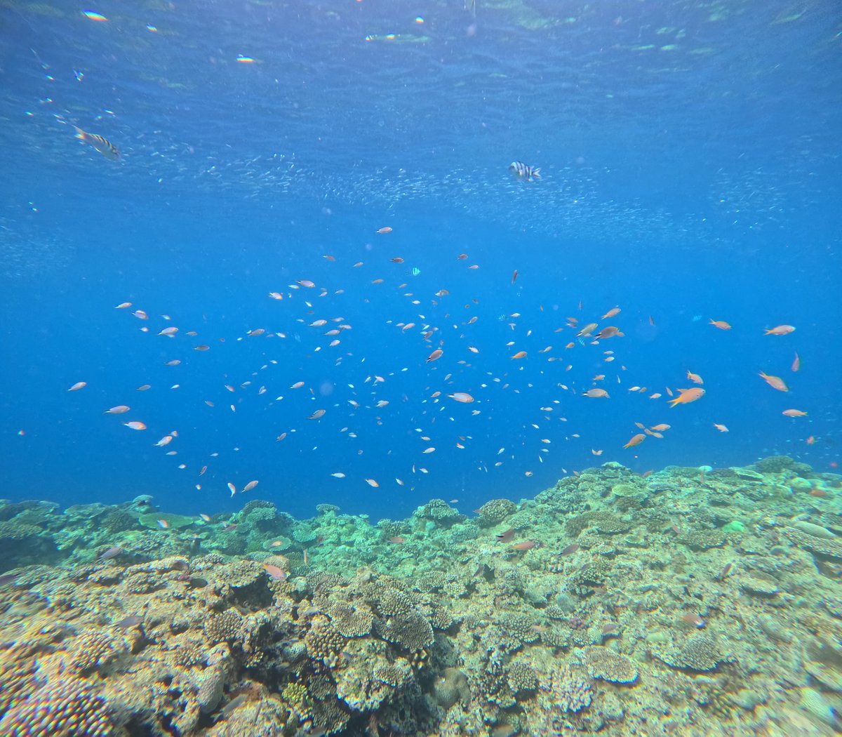 kaze_game's tweet photo. 数年ぶりですね( *´ω`* )
念願のダイビングをして、リアルアビスリウムじゃん🐠となったのでひっそりとお裾分けに。
たまに、仲良くして下さっていた方々は元気だろうかと想いを馳せます。もうここにはいなくてこれが届かない人が殆どだと思うけど。皆さんが健やかに過ごせていることを願っています🫶 https://t.co/3FUqGY9nIF