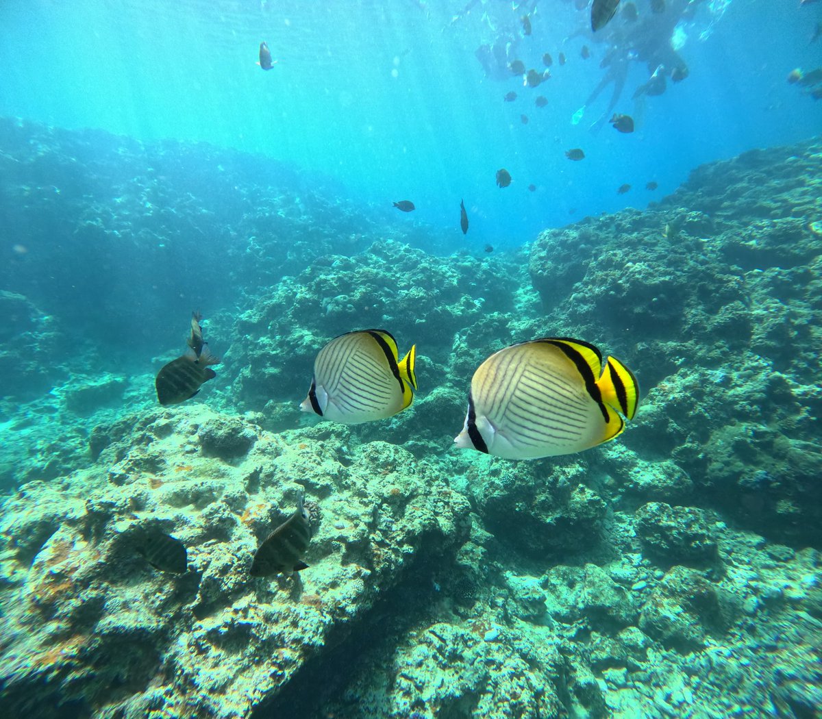 kaze_game's tweet photo. 数年ぶりですね( *´ω`* )
念願のダイビングをして、リアルアビスリウムじゃん🐠となったのでひっそりとお裾分けに。
たまに、仲良くして下さっていた方々は元気だろうかと想いを馳せます。もうここにはいなくてこれが届かない人が殆どだと思うけど。皆さんが健やかに過ごせていることを願っています🫶 https://t.co/3FUqGY9nIF