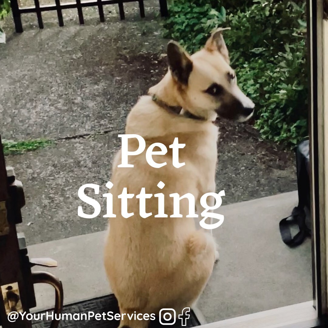 Need a pet sitter? Your furry friends deserve the VIP treatment! Book now for top-notch pet sitting services. We'll pamper them like royalty while you're away. Don't worry, we speak fluent Meow and Woof. Check out the details on our website!