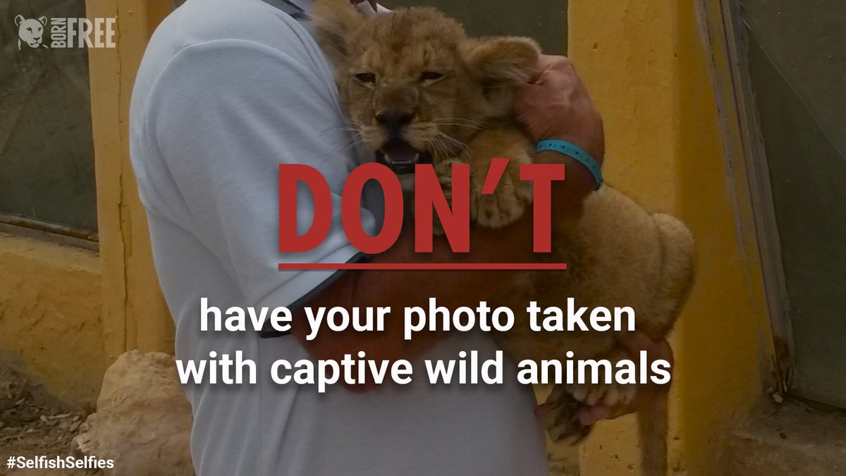 BornFreeFDN's tweet image. Held captive, abused and exploited. This is the harsh reality for wild animals used as photo props.

As the summer holidays approach, please don’t visit attractions where wild animals are used for entertainment. Pledge not to take #SelfishSelfies ⬇️

bornfree.org.uk/selfish-selfie…