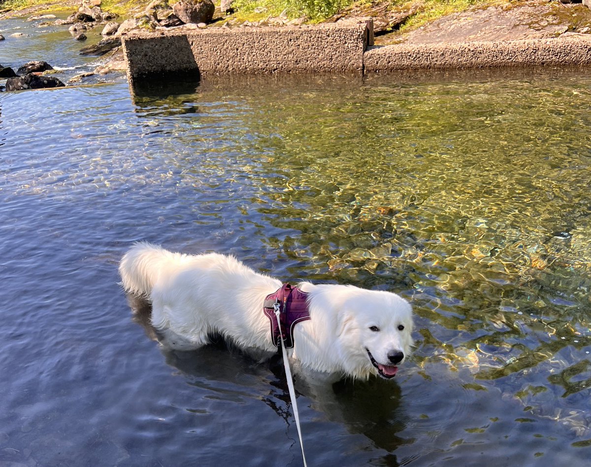 Saulo kjøler seg ned. Ta vare på dyrene i varmen! Vann og skygge er viktig.