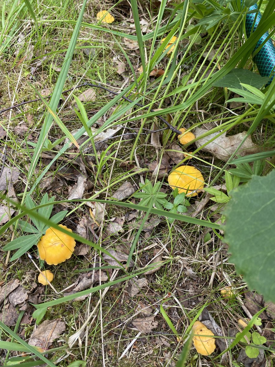 Metsän kultaa. #kantarelli Tulispa hyvä sienisesonki.