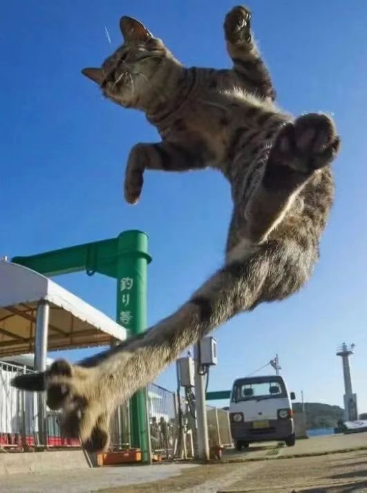 Me_ow_CatPower's tweet photo. β Gongfu Catβ
#cat #kitty #meow #kitten #catlover #pet #animal #kat #kittycat #catoftheday #MeowCatPower #Caturday #CatsOfTwitter #CuteCats #Catholic #catshop #catphoto #catimage #catpaw #paw #catphotography #catgram #catgif https://t.co/5aWy6P6hj4
