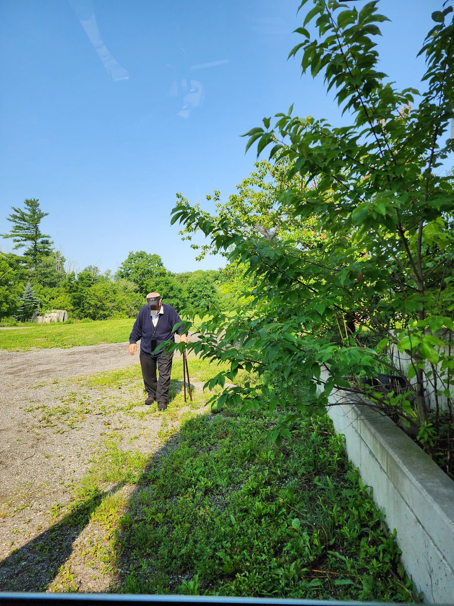 ginadibee's tweet photo. #Nonno picking #apricots #albicocca
planted 37 years ago,
before the canes.
This serene photo...
only after my horror that he was using the walker as a scaffolding to reach higher branches.
💕🍑 https://t.co/fuUqFC1k7R