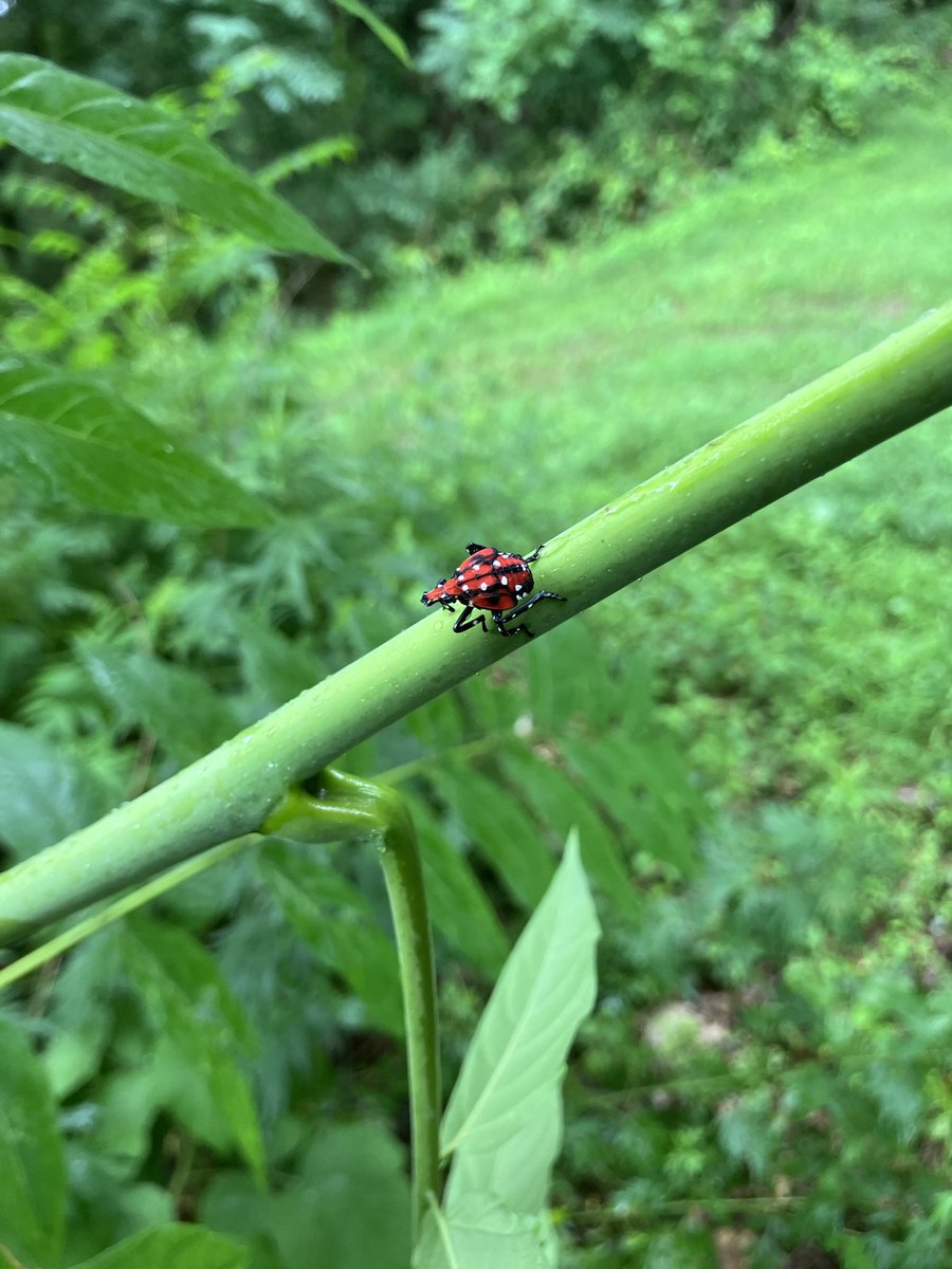 michael_mcook's tweet photo. 4th Instar Spotted@Lanternfly https://t.co/FqgIG9coO1