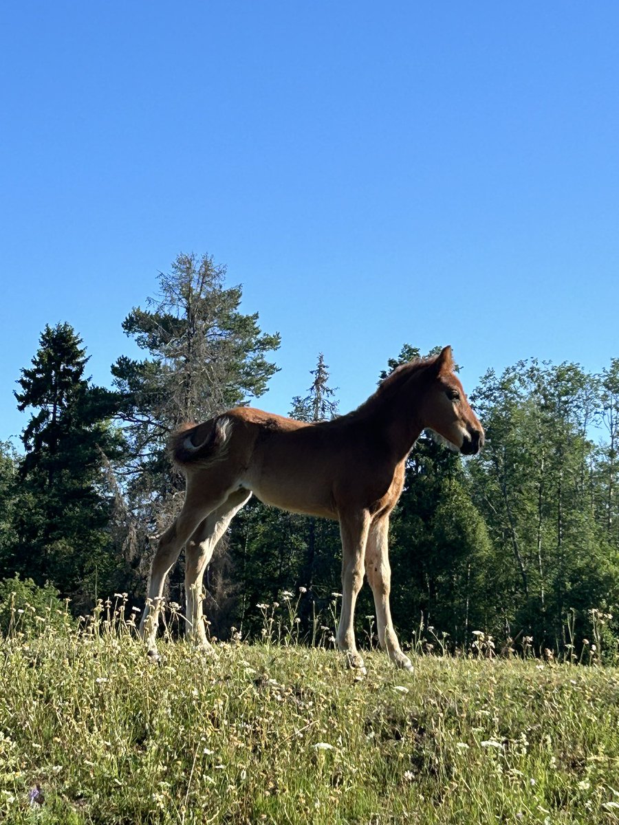 BorgstrmHeli's tweet photo. @SandstromJaana @Kunkkarit @killerinravit Ja tässä tuoreempi kuva B. Thelmasta, kasvatus jatkuu #ravit #ravistudio https://t.co/gMc5DtkBdN
