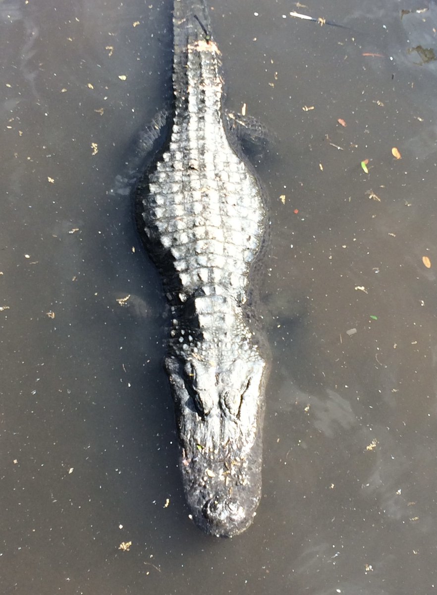 16Lids's tweet photo. Sun bakin', while takin' a trip down a Lazy River-Sendin' shivers up Floridians spines, who were out for their morning walk-Dogs bark &amp; then hide behind their owners-I hit Zoom, because I wasn't getting any closer...
My #photo &amp; my #poem
#Gators #alligator https://t.co/SZs6rpX4lX