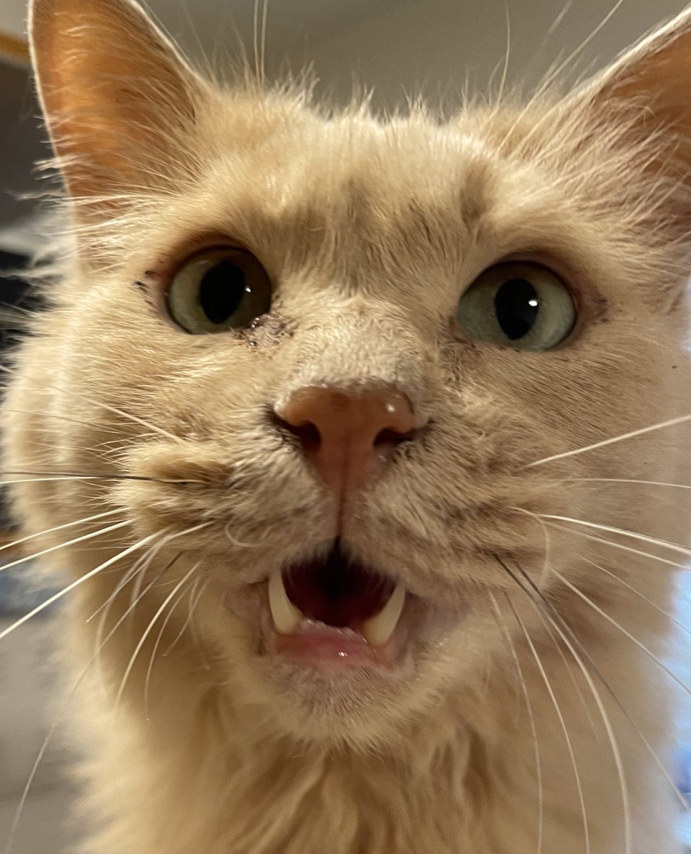 PalmPure's tweet photo. ほとんどの時間寝てますが、起きてる時は迫力があるパムくん😾 https://t.co/rMJ9SbPJWq