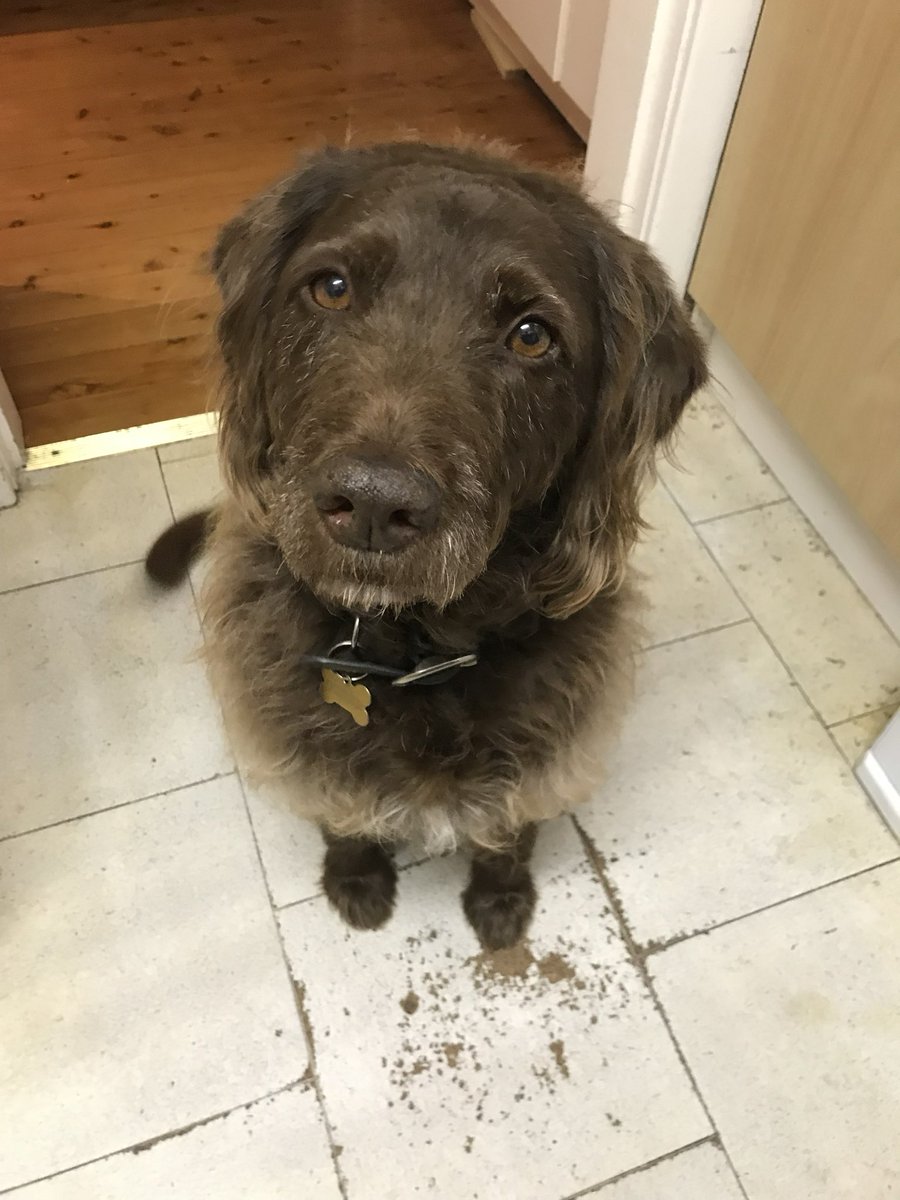 Christophorous's tweet photo. Three days of tears for my late beloved faithful Oscie #tourdogs https://t.co/NVCVh3pdqx