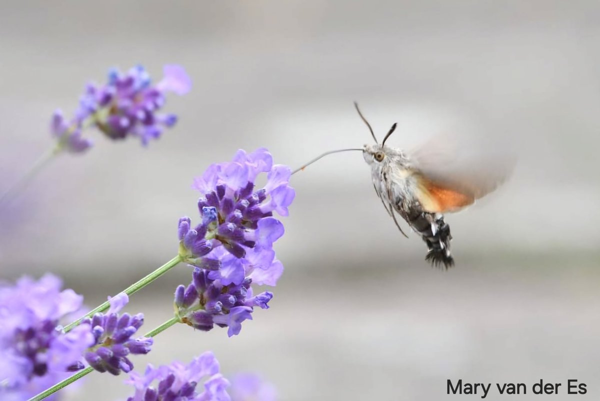maryvanderes's tweet photo. En heel even kwam de #Kolibrievlinder #Macroglossum_stellatarum #Humming_bird_Hawk_Moth langs.
Fijn weekend verder...

#moths https://t.co/nFS0mN8iWI