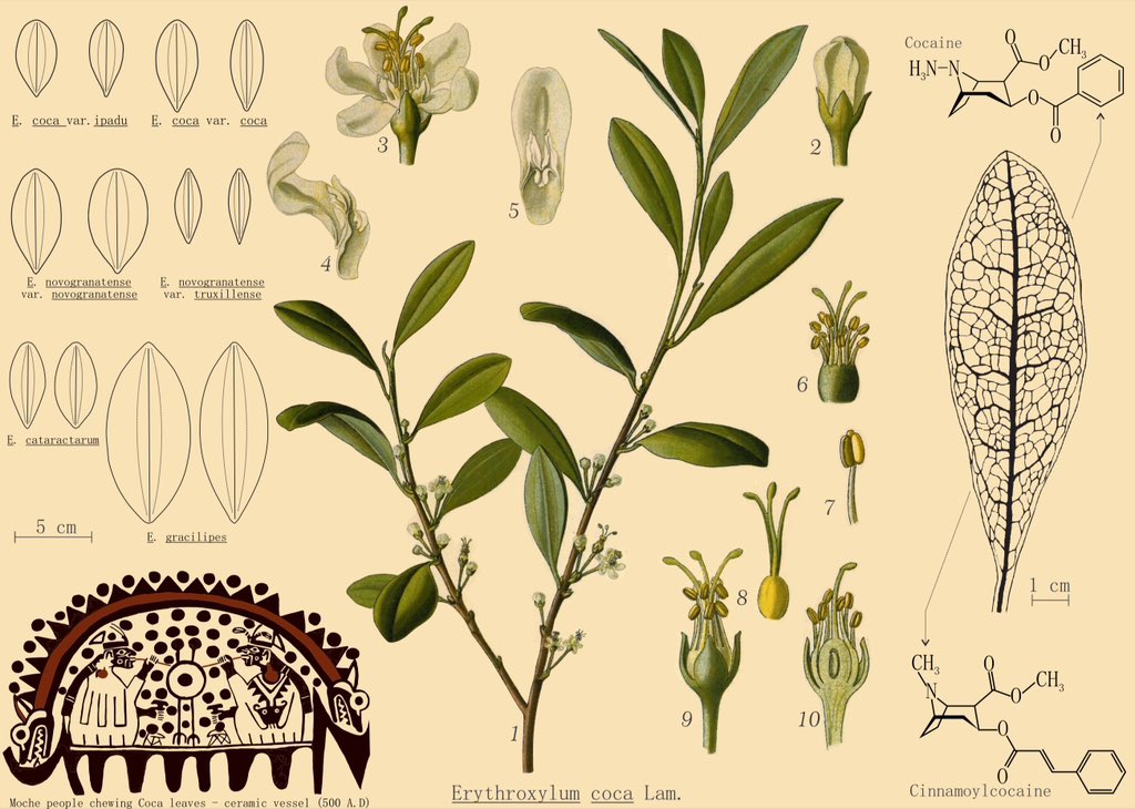 Oscar Alejandro Pérez-Escobar (@latinorchidbot) on Twitter photo So happy to see our paper featured on the cover (designed by yours truly☺️) of <a href="/MolBioEvol/">Molecular Biology and Evolution</a>! 🌿The artwork shows the multi-faceted aspects of #coca discussed in our study, from #cocaine, leaf shapes, to its tradition & value for #indigenous ppl. Pls share!
academic.oup.com/mbe/article/41… So happy to see our paper featured on the cover (designed by yours truly☺️) of <a href="/MolBioEvol/">Molecular Biology and Evolution</a>! 🌿The artwork shows the multi-faceted aspects of #coca discussed in our study, from #cocaine, leaf shapes, to its tradition & value for #indigenous ppl. Pls share!
academic.oup.com/mbe/article/41…