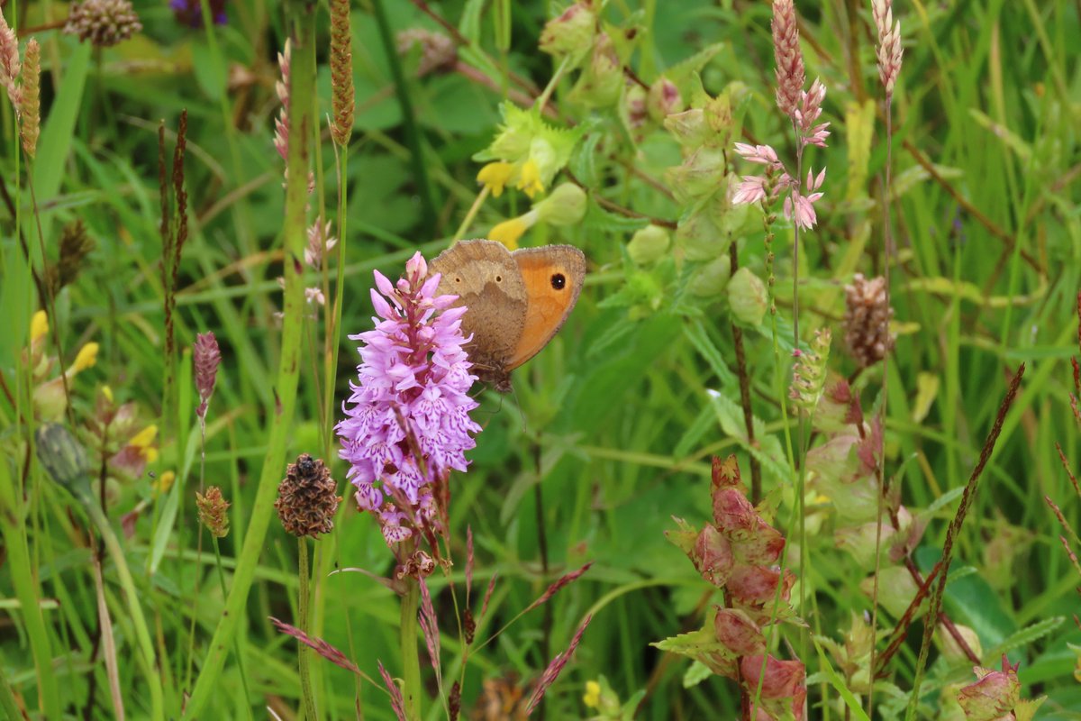 Several hours spent in my ex silage field today, in warm weather, with #bumblebees #butterflies &amp; other #insects The density of #wildflowers is quite extraordinary. I'm blown away by this transformation from Italian ryegrass to wildflower rich sward. 1/