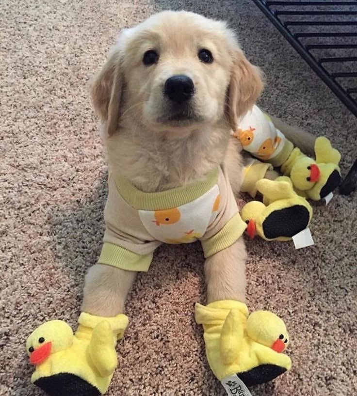 twaniimals's tweet photo. 🐤 https://t.co/mQQ3EDjBYM