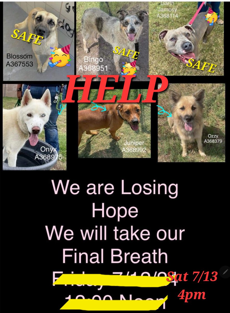 beeleevitonly's tweet photo. 🆘️📣extended until 4 pm today #CorpusChristi
#TX #Ccpets #RescueVillage 3 adoptable dogs must be tagged before 4 pm or 💉☠️#Euth
ONYX #A368975 JUNIPER #A368992
OZZY#A368379. Plz RT, #pledgeForRescue
#adopt livereleaseteam@cctexas.com https://t.co/FUiRrylCwa