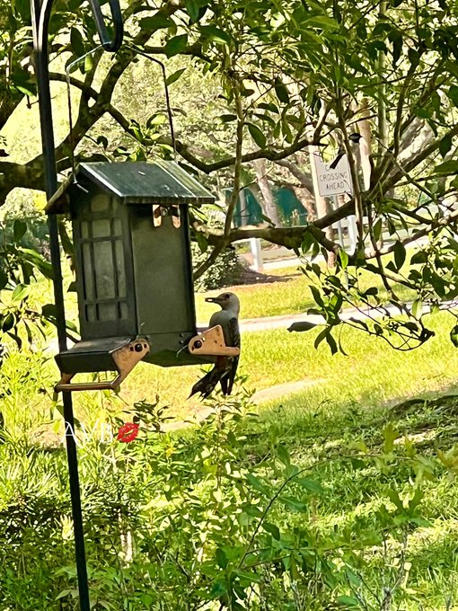 Happy Saturday friends!   Another beautiful Florida morning!  Me and my feathered friends year round<a href="/tag/ocala"class="tags"><span>#ocala</span></a><a href="/tag/birder"class="tags"><span>#birder</span></a>