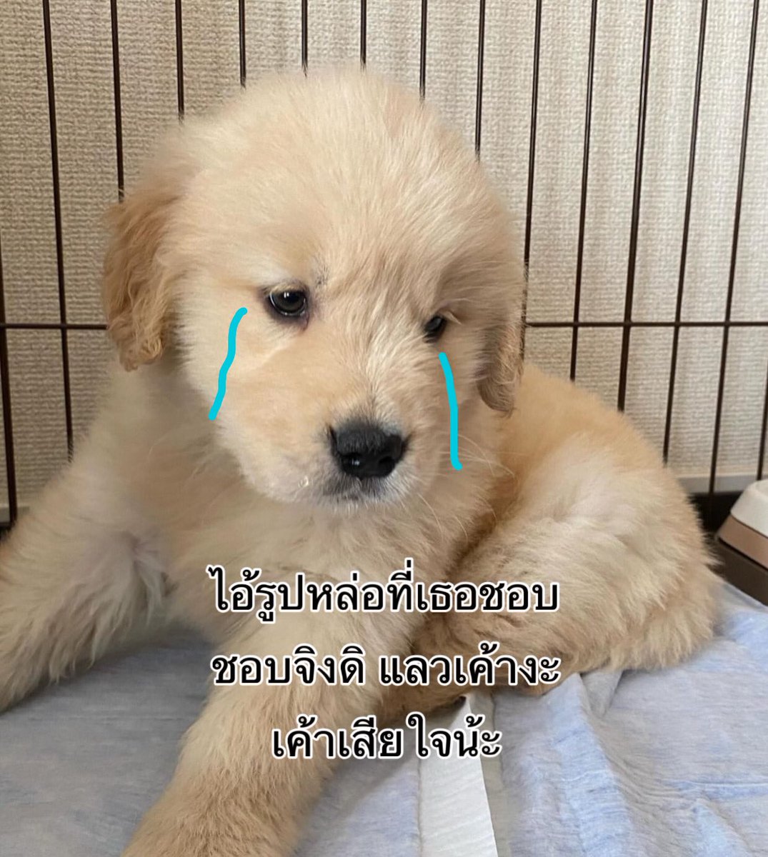 takemybear 🐶 (@takemybear) on Twitter photo 